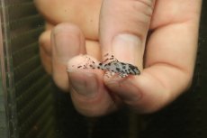 画像1: 【淡水魚】【通販】大特価 No2 L-236 ニューメガクラウンプレコ【個体販売】(±2.5cm)(プレコ)(生体)(熱帯魚)NKP (1)