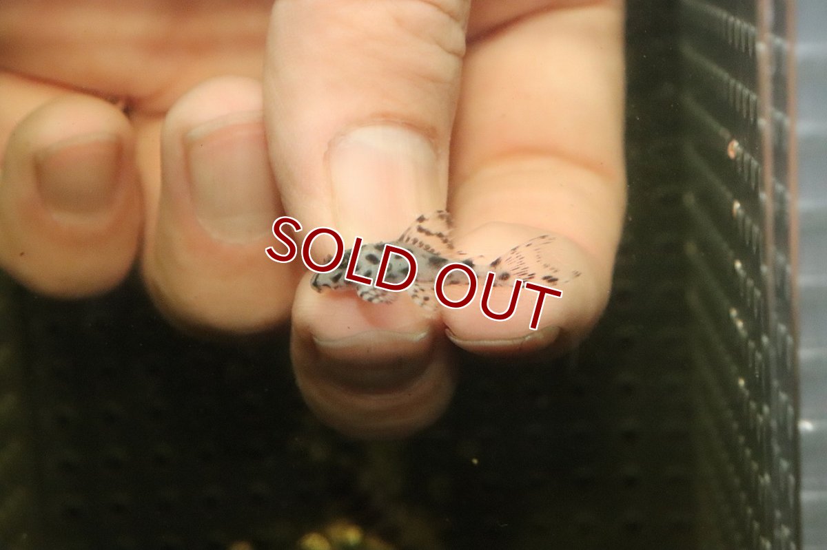 画像2: 【10%OFF対象商品30周年セール】【淡水魚】【通販】大特価 No2 L-236 ニューメガクラウンプレコ【個体販売】(±2.5cm)(プレコ)(生体)(熱帯魚)NKP (2)