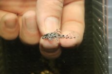 画像2: 【淡水魚】【通販】大特価 No2 L-236 ニューメガクラウンプレコ【個体販売】(±2.5cm)(プレコ)(生体)(熱帯魚)NKP (2)