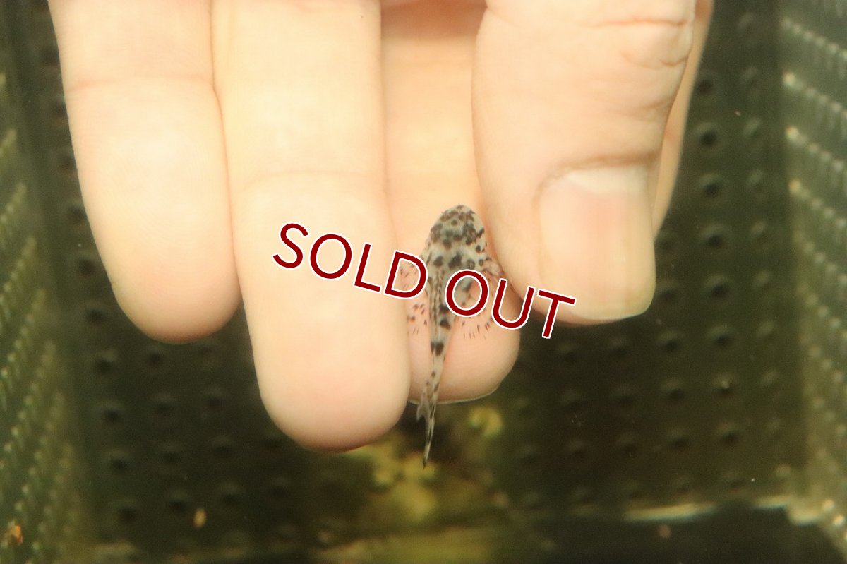 画像3: 【10%OFF対象商品30周年セール】【淡水魚】【通販】大特価 No2 L-236 ニューメガクラウンプレコ【個体販売】(±2.5cm)(プレコ)(生体)(熱帯魚)NKP (3)