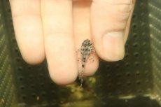 画像3: 【淡水魚】【通販】大特価 No2 L-236 ニューメガクラウンプレコ【個体販売】(±2.5cm)(プレコ)(生体)(熱帯魚)NKP (3)