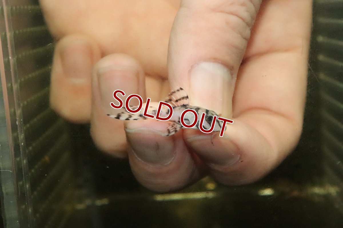 画像1: 【10%OFF対象商品30周年セール】【淡水魚】【通販】大特価 No3 L-236 ニューメガクラウンプレコ【個体販売】(±3-3.5cm)(プレコ)(生体)(熱帯魚)NKP (1)