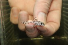 画像1: 【淡水魚】【通販】大特価 No3 L-236 ニューメガクラウンプレコ【個体販売】(±3-3.5cm)(プレコ)(生体)(熱帯魚)NKP (1)