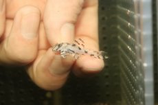 画像2: 【淡水魚】【通販】大特価 No3 L-236 ニューメガクラウンプレコ【個体販売】(±3-3.5cm)(プレコ)(生体)(熱帯魚)NKP (2)