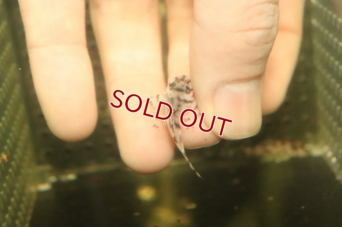 画像3: 【10%OFF対象商品30周年セール】【淡水魚】【通販】大特価 No3 L-236 ニューメガクラウンプレコ【個体販売】(±3-3.5cm)(プレコ)(生体)(熱帯魚)NKP (3)