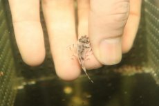 画像3: 【淡水魚】【通販】大特価 No3 L-236 ニューメガクラウンプレコ【個体販売】(±3-3.5cm)(プレコ)(生体)(熱帯魚)NKP (3)