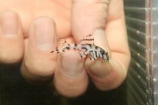 画像1: 【淡水魚】【通販】大特価 No4 L-236 ニューメガクラウンプレコ【個体販売】(±3-3.5cm)(プレコ)(生体)(熱帯魚)NKP (1)