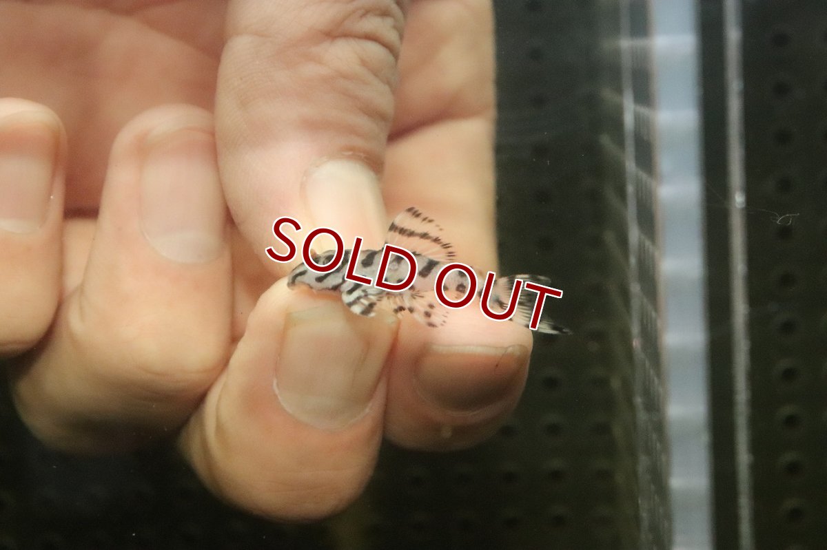 画像2: 【10%OFF対象商品30周年セール】【淡水魚】【通販】大特価 No4 L-236 ニューメガクラウンプレコ【個体販売】(±3-3.5cm)(プレコ)(生体)(熱帯魚)NKP (2)