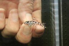 画像2: 【淡水魚】【通販】大特価 No4 L-236 ニューメガクラウンプレコ【個体販売】(±3-3.5cm)(プレコ)(生体)(熱帯魚)NKP (2)