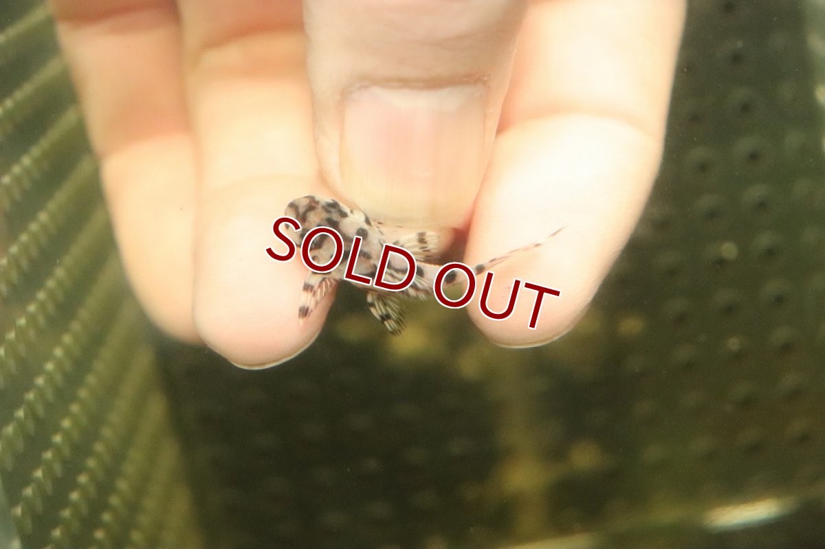 画像3: 【10%OFF対象商品30周年セール】【淡水魚】【通販】大特価 No4 L-236 ニューメガクラウンプレコ【個体販売】(±3-3.5cm)(プレコ)(生体)(熱帯魚)NKP (3)