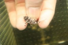 画像3: 【淡水魚】【通販】大特価 No4 L-236 ニューメガクラウンプレコ【個体販売】(±3-3.5cm)(プレコ)(生体)(熱帯魚)NKP (3)