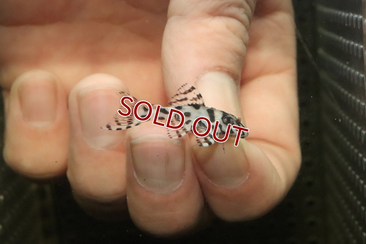 画像1: 【10%OFF対象商品30周年セール】【淡水魚】【通販】大特価 No5 L-236 ニューメガクラウンプレコ【個体販売】(±3-3.5cm)(プレコ)(生体)(熱帯魚)NKP (1)