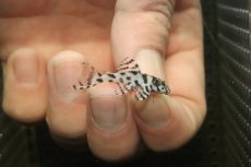 画像1: 【淡水魚】【通販】大特価 No5 L-236 ニューメガクラウンプレコ【個体販売】(±3-3.5cm)(プレコ)(生体)(熱帯魚)NKP (1)