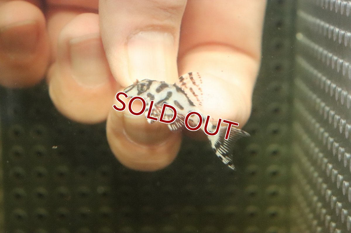 画像2: 【10%OFF対象商品30周年セール】【淡水魚】【通販】大特価 No5 L-236 ニューメガクラウンプレコ【個体販売】(±3-3.5cm)(プレコ)(生体)(熱帯魚)NKP (2)