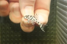 画像2: 【淡水魚】【通販】大特価 No5 L-236 ニューメガクラウンプレコ【個体販売】(±3-3.5cm)(プレコ)(生体)(熱帯魚)NKP (2)