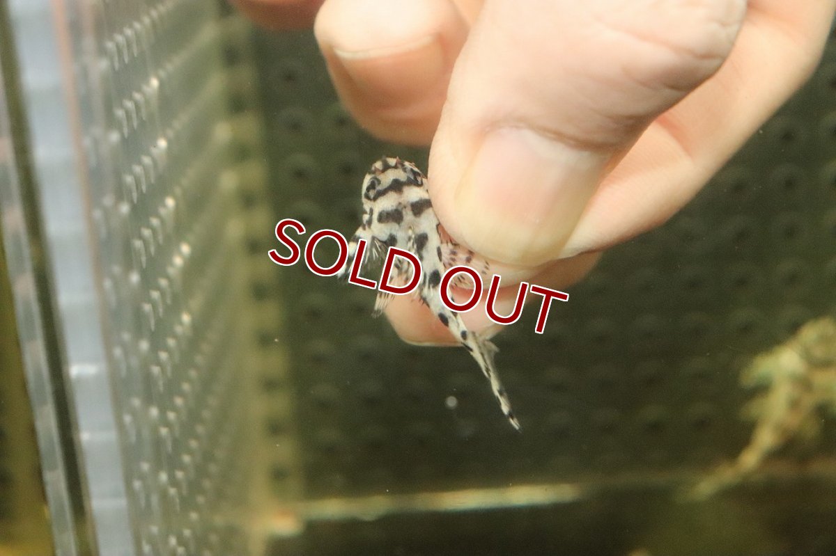 画像3: 【10%OFF対象商品30周年セール】【淡水魚】【通販】大特価 No5 L-236 ニューメガクラウンプレコ【個体販売】(±3-3.5cm)(プレコ)(生体)(熱帯魚)NKP (3)