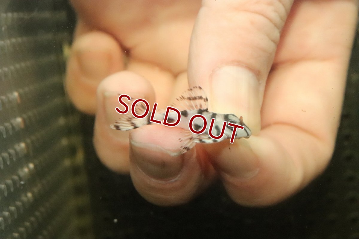 画像1: 【10%OFF対象商品30周年セール】【淡水魚】【通販】大特価 No6 L-236 ニューメガクラウンプレコ【個体販売】(±3-3.5cm)(プレコ)(生体)(熱帯魚)NKP (1)