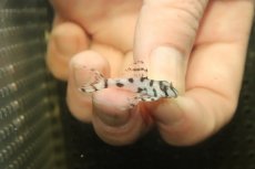 画像1: 【淡水魚】【通販】大特価 No6 L-236 ニューメガクラウンプレコ【個体販売】(±3-3.5cm)(プレコ)(生体)(熱帯魚)NKP (1)