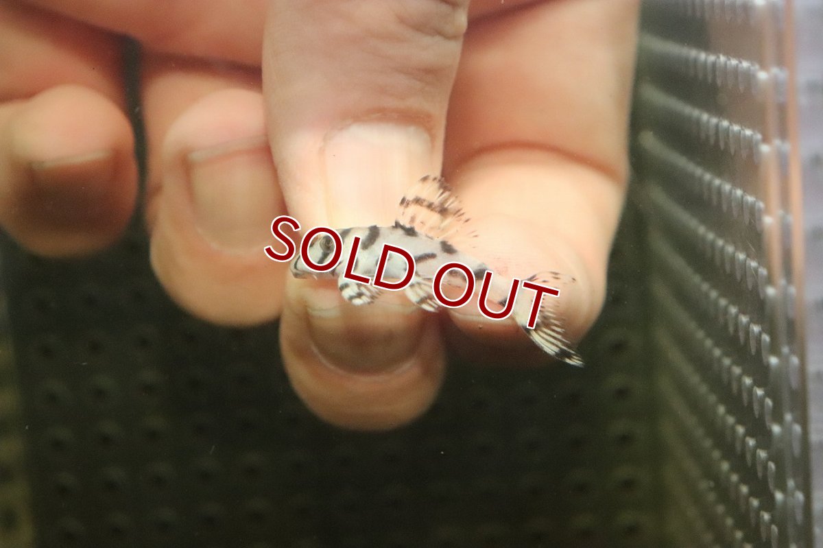 画像2: 【10%OFF対象商品30周年セール】【淡水魚】【通販】大特価 No6 L-236 ニューメガクラウンプレコ【個体販売】(±3-3.5cm)(プレコ)(生体)(熱帯魚)NKP (2)