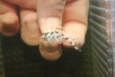 画像2: 【淡水魚】【通販】大特価 No6 L-236 ニューメガクラウンプレコ【個体販売】(±3-3.5cm)(プレコ)(生体)(熱帯魚)NKP (2)