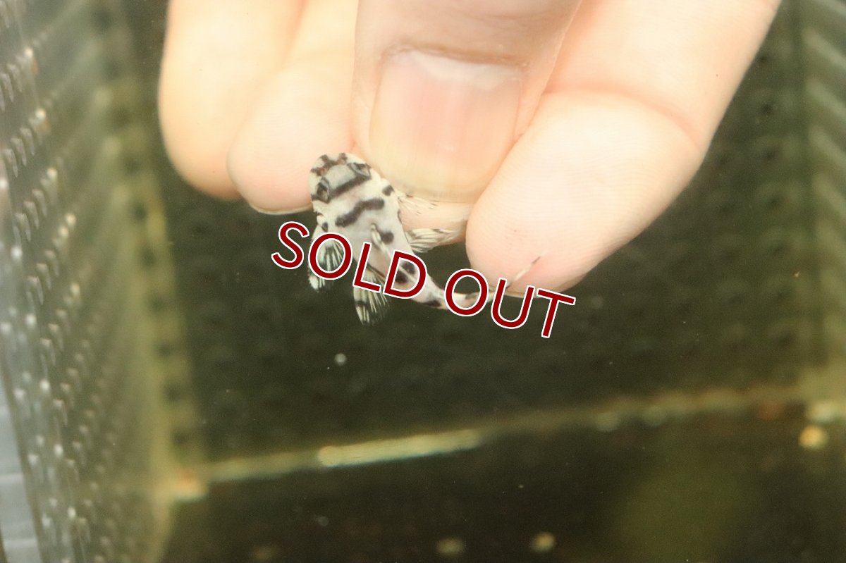 画像3: 【10%OFF対象商品30周年セール】【淡水魚】【通販】大特価 No6 L-236 ニューメガクラウンプレコ【個体販売】(±3-3.5cm)(プレコ)(生体)(熱帯魚)NKP (3)