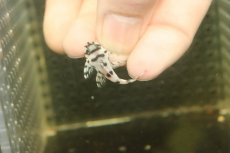 画像3: 【淡水魚】【通販】大特価 No6 L-236 ニューメガクラウンプレコ【個体販売】(±3-3.5cm)(プレコ)(生体)(熱帯魚)NKP (3)