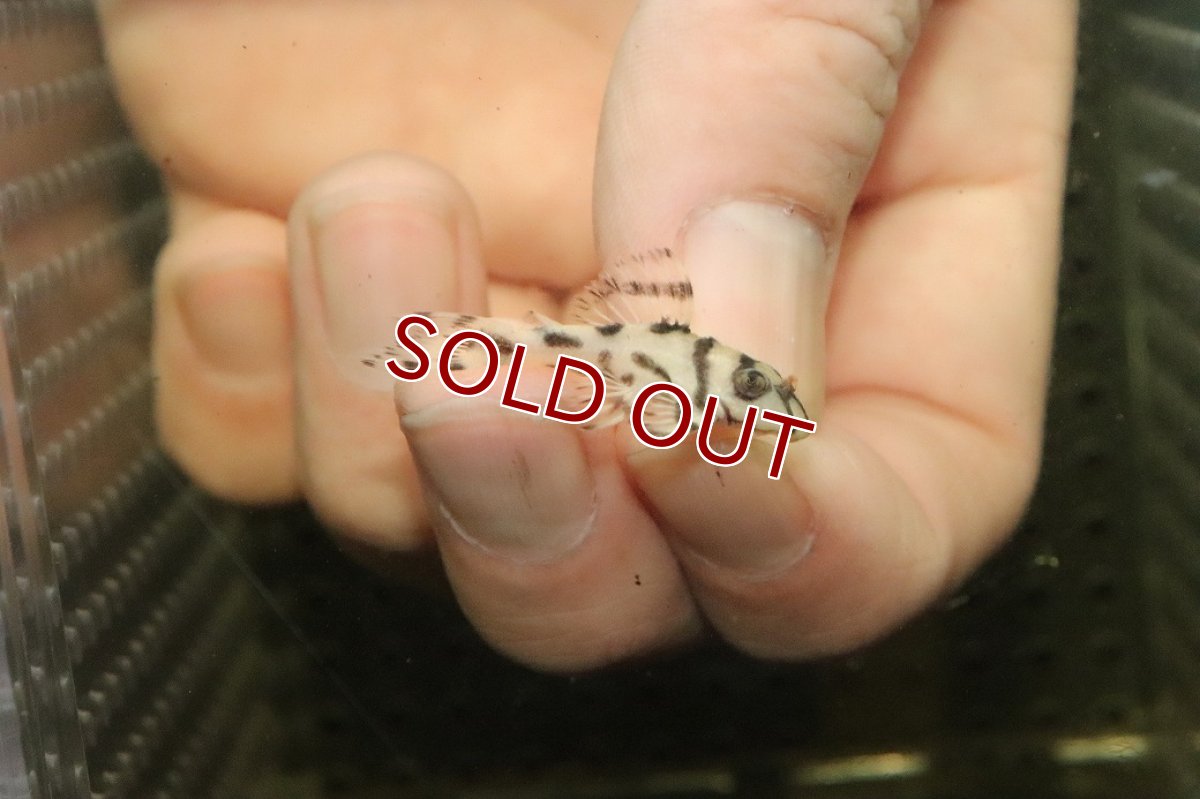 画像1: 【10%OFF対象商品30周年セール】【淡水魚】【通販】大特価 No7 L-236 ニューメガクラウンプレコ【個体販売】(±3-3.5cm)(プレコ)(生体)(熱帯魚)NKP (1)