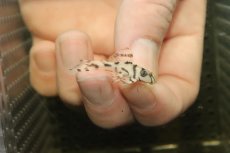 画像1: 【淡水魚】【通販】大特価 No7 L-236 ニューメガクラウンプレコ【個体販売】(±3-3.5cm)(プレコ)(生体)(熱帯魚)NKP (1)