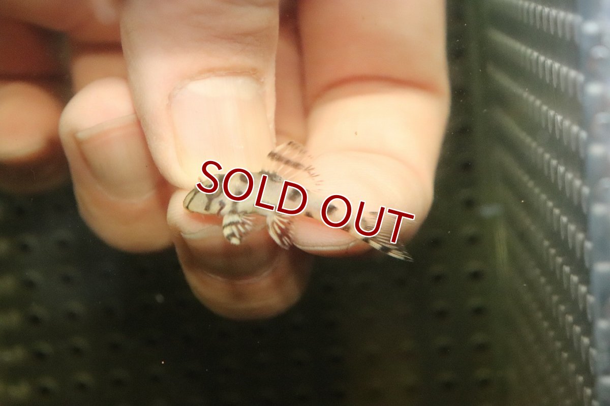 画像2: 【10%OFF対象商品30周年セール】【淡水魚】【通販】大特価 No7 L-236 ニューメガクラウンプレコ【個体販売】(±3-3.5cm)(プレコ)(生体)(熱帯魚)NKP (2)