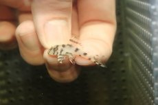 画像2: 【淡水魚】【通販】大特価 No7 L-236 ニューメガクラウンプレコ【個体販売】(±3-3.5cm)(プレコ)(生体)(熱帯魚)NKP (2)