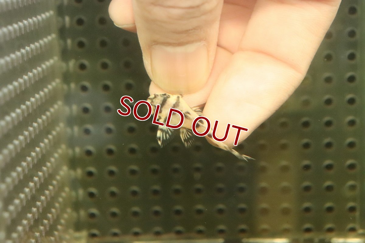 画像3: 【10%OFF対象商品30周年セール】【淡水魚】【通販】大特価 No7 L-236 ニューメガクラウンプレコ【個体販売】(±3-3.5cm)(プレコ)(生体)(熱帯魚)NKP (3)