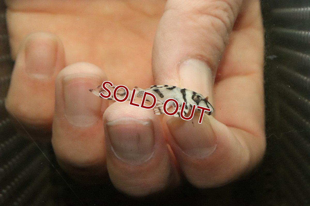 画像1: 【10%OFF対象商品30周年セール】【淡水魚】【通販】大特価 No8 L-236 ニューメガクラウンプレコ【個体販売】(±3-3.5cm)(プレコ)(生体)(熱帯魚)NKP (1)