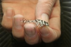 画像1: 【淡水魚】【通販】大特価 No8 L-236 ニューメガクラウンプレコ【個体販売】(±3-3.5cm)(プレコ)(生体)(熱帯魚)NKP (1)