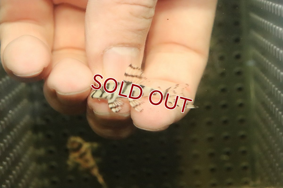 画像2: 【10%OFF対象商品30周年セール】【淡水魚】【通販】大特価 No8 L-236 ニューメガクラウンプレコ【個体販売】(±3-3.5cm)(プレコ)(生体)(熱帯魚)NKP (2)