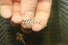 画像2: 【淡水魚】【通販】大特価 No8 L-236 ニューメガクラウンプレコ【個体販売】(±3-3.5cm)(プレコ)(生体)(熱帯魚)NKP (2)