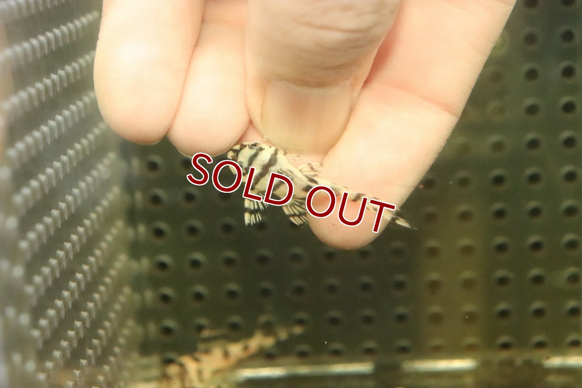 画像3: 【10%OFF対象商品30周年セール】【淡水魚】【通販】大特価 No8 L-236 ニューメガクラウンプレコ【個体販売】(±3-3.5cm)(プレコ)(生体)(熱帯魚)NKP (3)