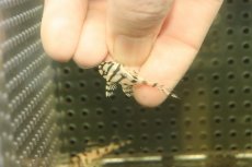 画像3: 【淡水魚】【通販】大特価 No8 L-236 ニューメガクラウンプレコ【個体販売】(±3-3.5cm)(プレコ)(生体)(熱帯魚)NKP (3)