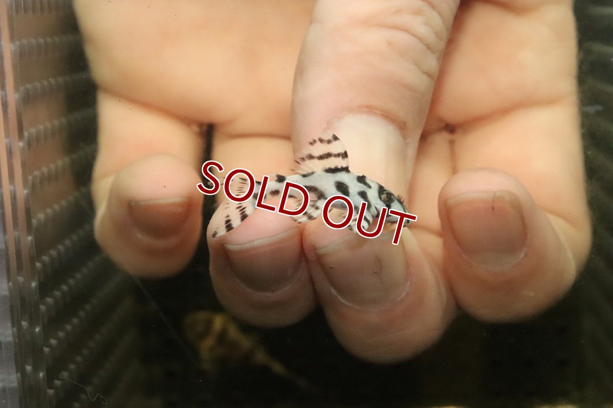 画像1: 【10%OFF対象商品30周年セール】【淡水魚】【通販】大特価 No9 L-236 ニューメガクラウンプレコ【個体販売】(±3-3.5cm)(プレコ)(生体)(熱帯魚)NKP (1)