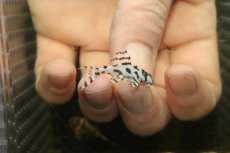 画像1: 【淡水魚】【通販】大特価 No9 L-236 ニューメガクラウンプレコ【個体販売】(±3-3.5cm)(プレコ)(生体)(熱帯魚)NKP (1)