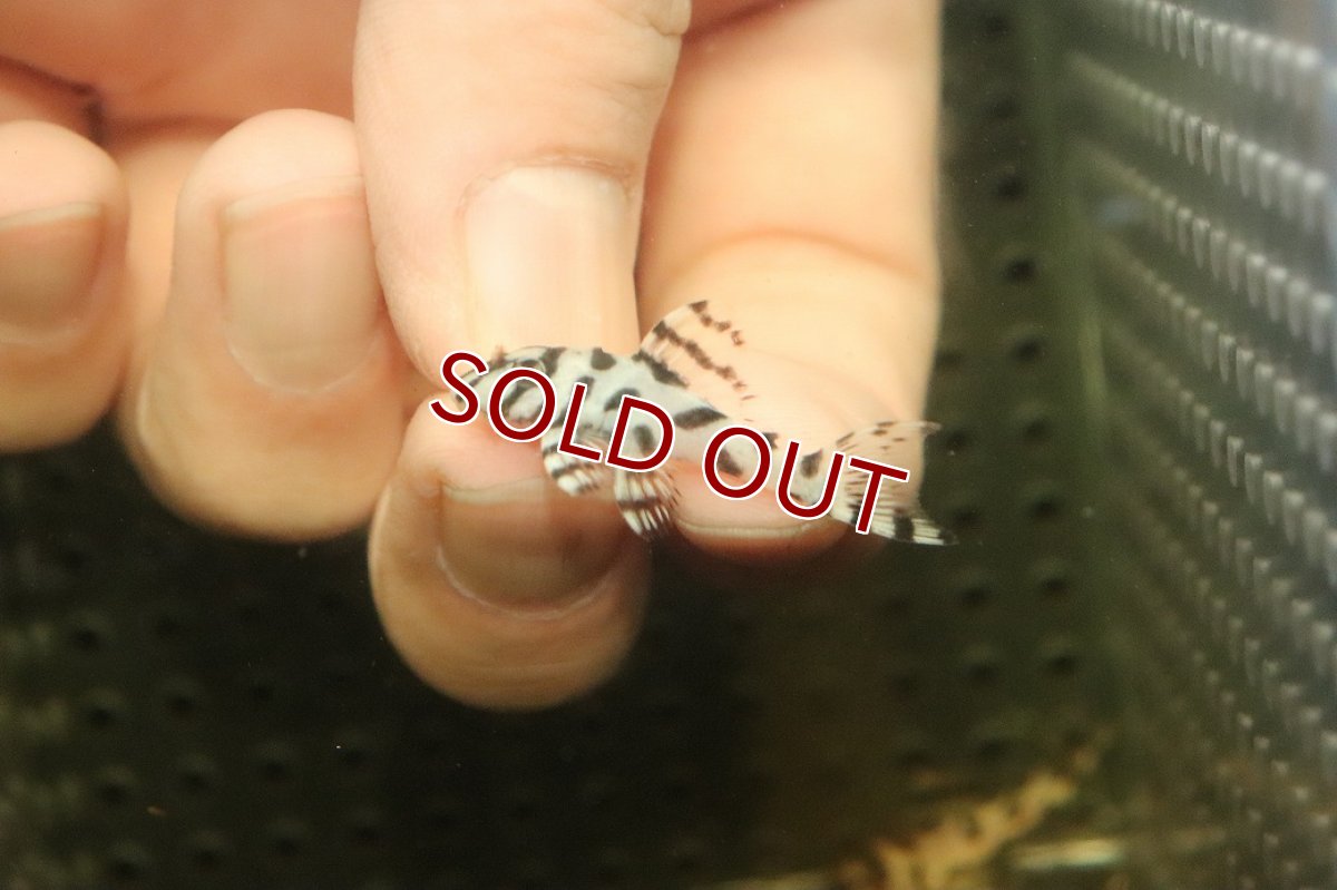 画像2: 【10%OFF対象商品30周年セール】【淡水魚】【通販】大特価 No9 L-236 ニューメガクラウンプレコ【個体販売】(±3-3.5cm)(プレコ)(生体)(熱帯魚)NKP (2)