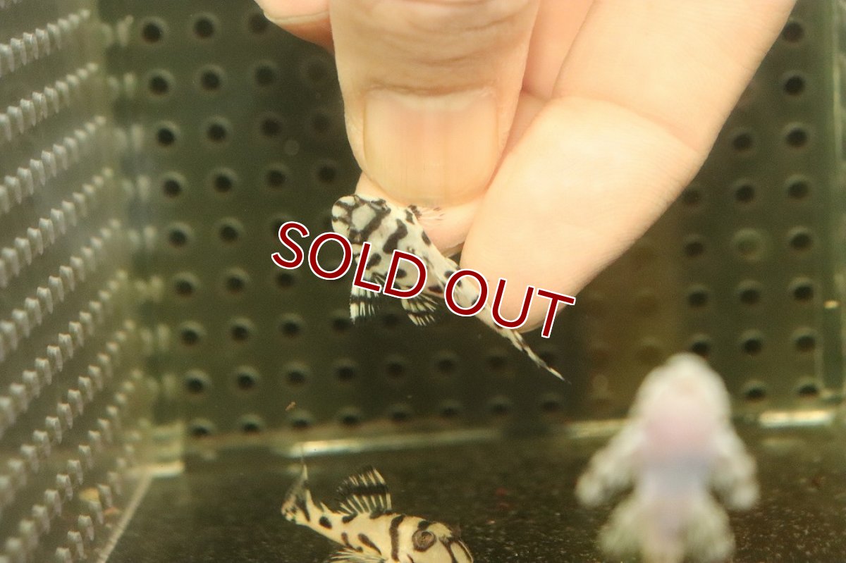 画像3: 【10%OFF対象商品30周年セール】【淡水魚】【通販】大特価 No9 L-236 ニューメガクラウンプレコ【個体販売】(±3-3.5cm)(プレコ)(生体)(熱帯魚)NKP (3)