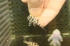 画像3: 【淡水魚】【通販】大特価 No9 L-236 ニューメガクラウンプレコ【個体販売】(±3-3.5cm)(プレコ)(生体)(熱帯魚)NKP (3)