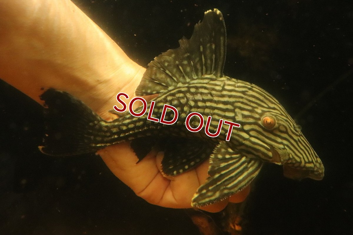 画像1: 【淡水魚】【通販】大きい ロイヤルプレコ ワイルド【個体販売】(±21cm)(プレコ)(生体)(熱帯魚)NKP (1)