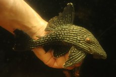 画像1: 【淡水魚】【通販】大きい ロイヤルプレコ ワイルド【個体販売】(±21cm)(プレコ)(生体)(熱帯魚)NKP (1)
