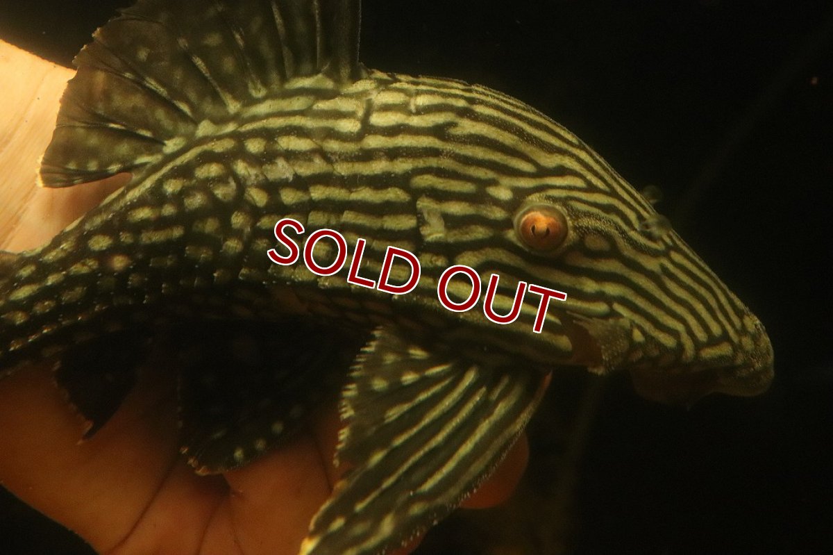 画像2: 【淡水魚】【通販】大きい ロイヤルプレコ ワイルド【個体販売】(±21cm)(プレコ)(生体)(熱帯魚)NKP (2)