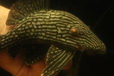 画像2: 【淡水魚】【通販】大きい ロイヤルプレコ ワイルド【個体販売】(±21cm)(プレコ)(生体)(熱帯魚)NKP (2)