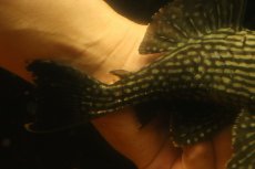 画像3: 【淡水魚】【通販】大きい ロイヤルプレコ ワイルド【個体販売】(±21cm)(プレコ)(生体)(熱帯魚)NKP (3)