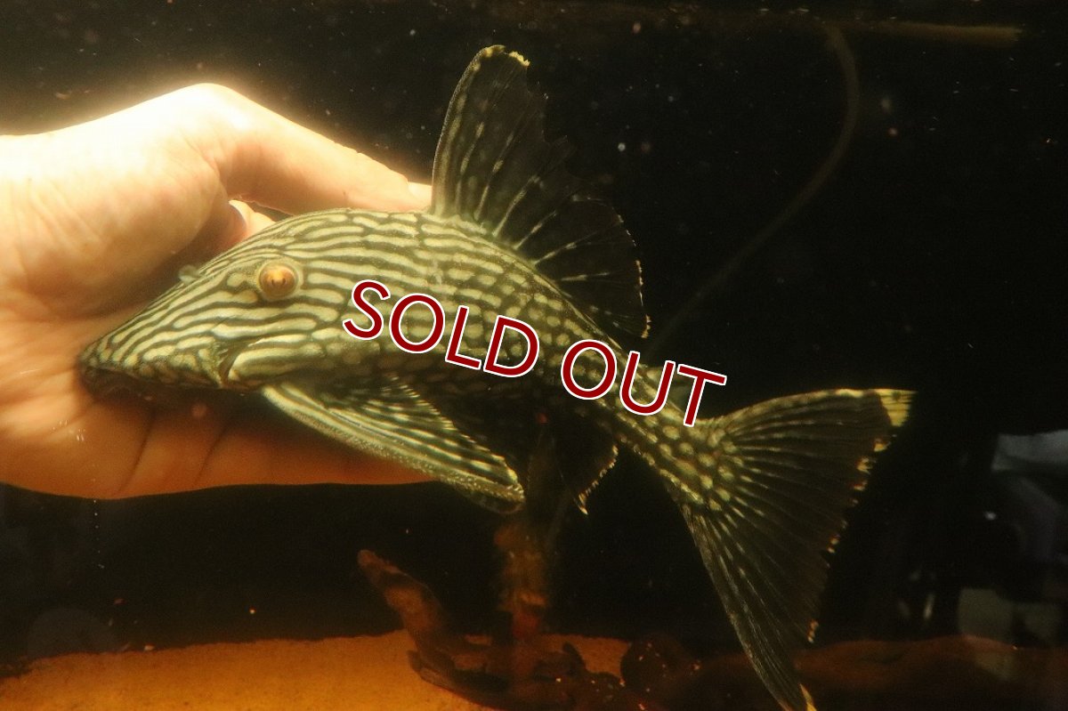 画像4: 【淡水魚】【通販】大きい ロイヤルプレコ ワイルド【個体販売】(±21cm)(プレコ)(生体)(熱帯魚)NKP (4)