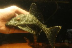 画像4: 【淡水魚】【通販】大きい ロイヤルプレコ ワイルド【個体販売】(±21cm)(プレコ)(生体)(熱帯魚)NKP (4)