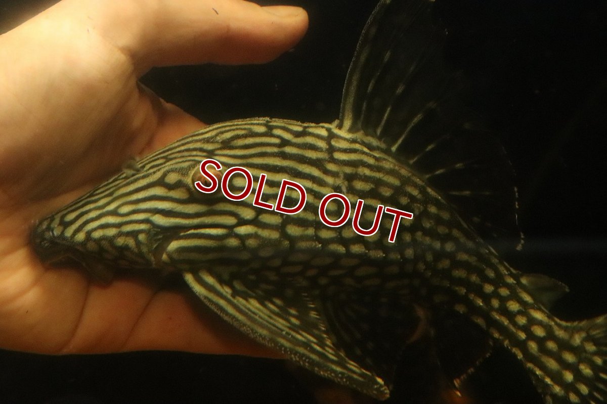 画像5: 【淡水魚】【通販】大きい ロイヤルプレコ ワイルド【個体販売】(±21cm)(プレコ)(生体)(熱帯魚)NKP (5)